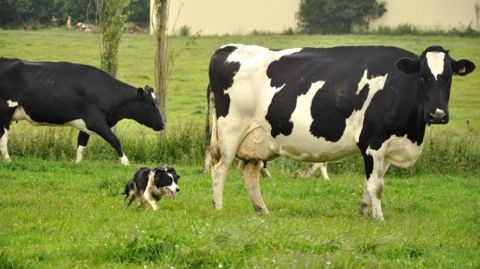 Avec un maximum de pâturage, les 139 élevages laitiers du Rad parviennent à un coût alimentaire de 79 €/1.000 l en 2013, tandis que la moyenne régionale du Rica atteint 148 €/1.000 l.  (©Terre-net Média)