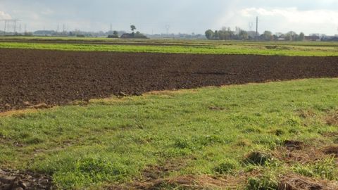 Les bandes enherbées, haies ou encore mares servent d'abris et de nourriture à la biodiversité naturelle et sont donc fondamentales dans un système agro-écologique. (©Terre-net Média)