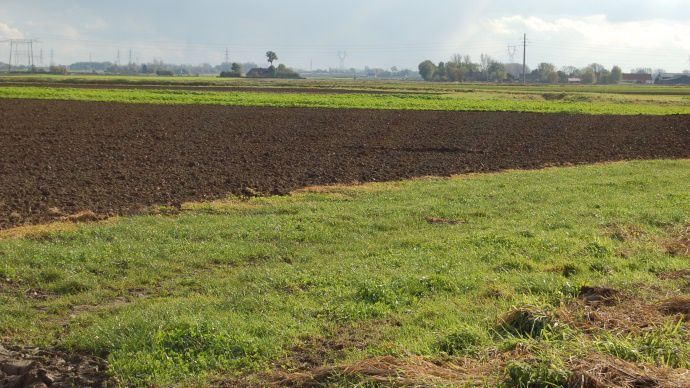 Bandes enherbées