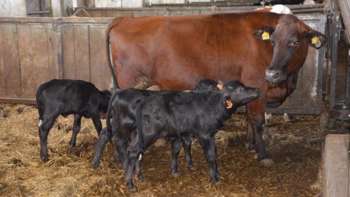 Vache nourrice buffle