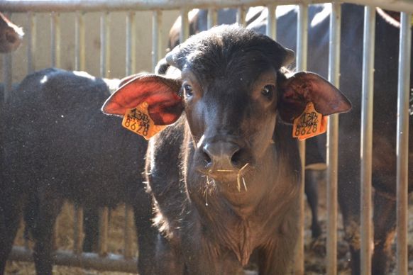 veau bufflon