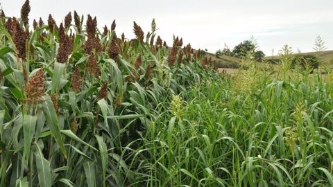 Les Etats-Unis, le Mexique, le Nigéria et l’Inde récoltent à eux quatre un peu plus de la moitié de la production mondiale de sorgho. (©Terre-net Média) Les Etats-Unis, le Mexique, le Nigéria et l’Inde récoltent à eux quatre un peu plus de la moitié de la production mondiale de sorgho. (©Terre-net Média)