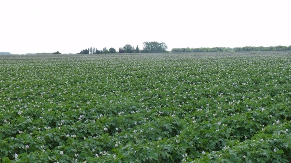 La récolte totale en pommes de terre de conservation devrait tourner autour de 5 millions de tonnes selon l'Unpt. (©Terre-net Média)