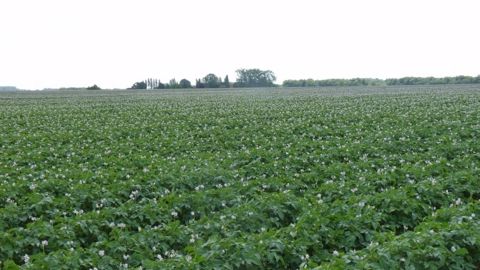La récolte totale en pommes de terre de conservation devrait tourner autour de 5 millions de tonnes selon l'Unpt. (©Terre-net Média) La récolte totale en pommes de terre de conservation devrait tourner autour de 5 millions de tonnes selon l'Unpt. (©Terre-net Média)