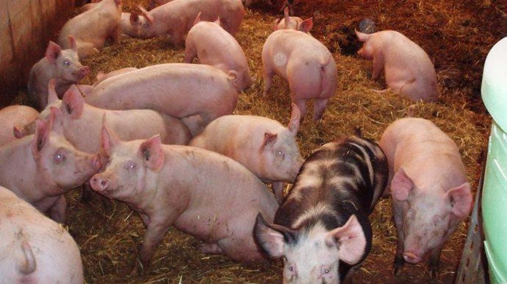 A Plérin, peu d'avancées pour la filière porcine après la deuxième séance de cotation ce jeudi 20 août. (©Terre-net Média) 