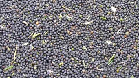 Pour la canola canadienne, seuls 25 % des surfaces sont jugées en bon état. (©Terre-net Média) Pour la canola canadienne, seuls 25 % des surfaces sont jugées en bon état. (©Terre-net Média)