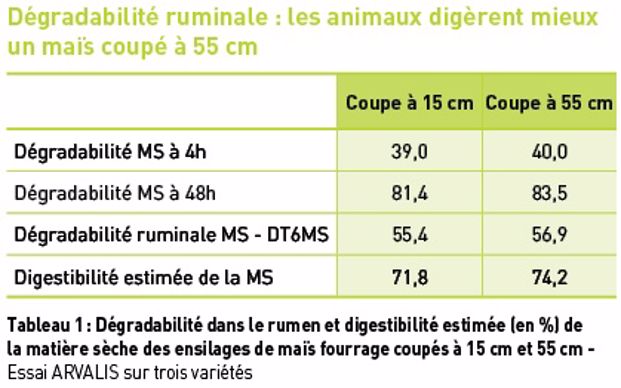 Dégradabilité du maïs selon la hauteur de coupe