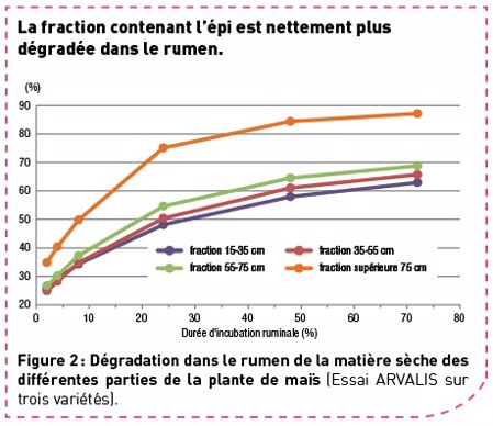 Un risque d'acidose plus élevé.