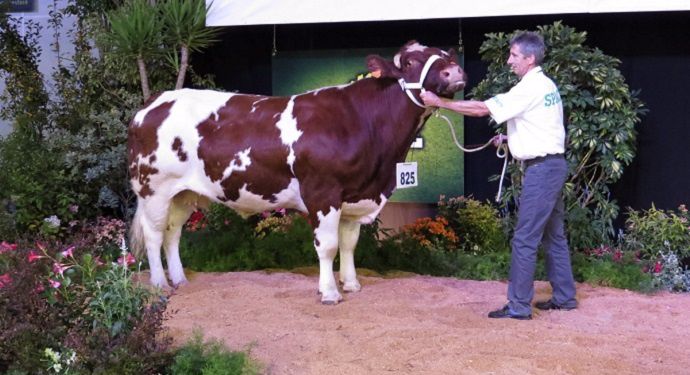 Garonne, championne femelle Rouge des prés