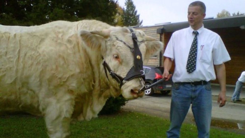 Christophe Leclet avec un de ses taureaux charolais. (©Christophe Leclet)