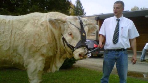 Christophe Leclet avec un de ses taureaux charolais. (©Christophe Leclet)