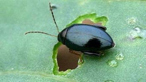 La grosse altise colonise les colzas lors de sa sortie de diapause estivale. Elle est déclenchée après un premier refroidissement puis une remontée de la température maximale au-delà des 20°C. (©Terres Inovia)