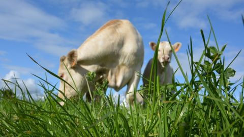 La campagne de vaccination contre la Fco va en priorité être destinée aux animaux exportés et aux animaux appartenant aux outils collectifs d'amélioration génétique.(©Terre-net Média)