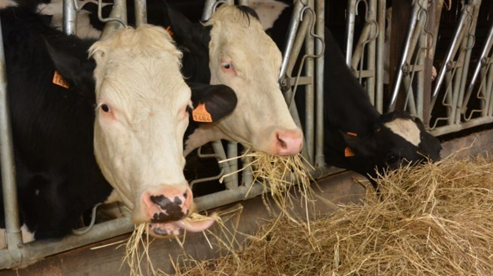 La fibre dans l'alimentation des vaches taries a aussi pour objectif de développer le rumen et la capacité d'ingestion durant la lactation à venir. (©Terre-net Média)