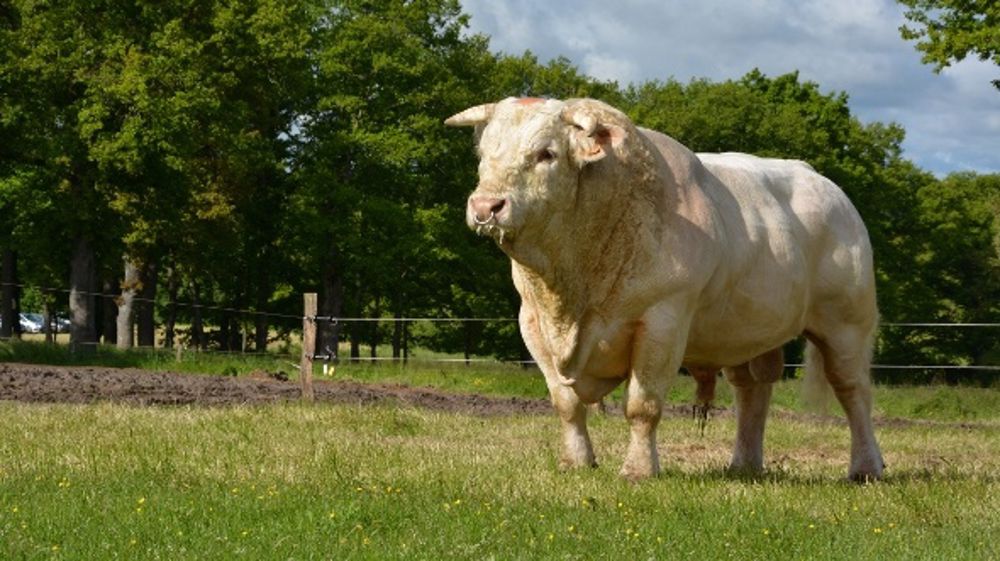 Découvrez les taureaux mis en vente sur <a target="_blank" href="http://www.genomik.fr/HP/HPGenomik.aspx">www.genomik.fr</a> (©Terre-net Média)