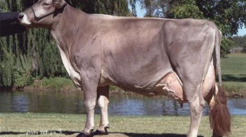  (©BGS)  La <a target="_self" href="http://www.web-agri.fr/conduite-elevage/genetique-race/article/record-de-production-mondial-brune-1175-37869.html">vache Shatzi détient le record de production de la race brune</a> avec 24 271 kg de lait à 51,7 de TB et 35,6 de TA en 365 jours ! Au contrôle laitier 2012, les Brunes françaises affichaient une production moyenne de 7 401 kg de lait à 41,8 de TB et 36,1 de TA. La race compte 80&