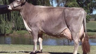 (©BGS) La <a target="_self" href="http://www.web-agri.fr/conduite-elevage/genetique-race/article/record-de-production-mondial-brune-1175-37869.html">vache Shatzi détient le record de production de la race brune</a> avec 24 271 kg de lait à 51,7 de TB et 35,6 de TA en 365 jours ! Au contrôle laitier 2012, les Brunes françaises affichaient une production moyenne de 7 401 kg de lait à 41,8 de TB et 36,1 de TA. La race compte 80& (©BGS) La <a target="_self" href="http://www.web-agri.fr/conduite-elevage/genetique-race/article/record-de-production-mondial-brune-1175-37869.html">vache Shatzi détient le record de production de la race brune</a> avec 24 271 kg de lait à 51,7 de TB et 35,6 de TA en 365 jours ! Au contrôle laitier 2012, les Brunes françaises affichaient une production moyenne de 7 401 kg de lait à 41,8 de TB et 36,1 de TA. La race compte 80&