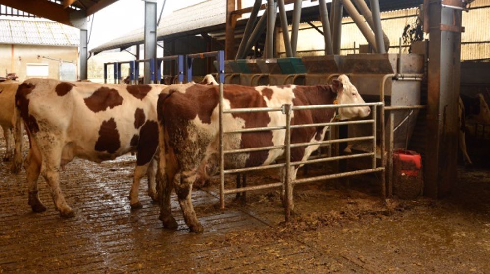 Au Dac ou au robot, les traitements systématiques au propylène ne doivent par durer plus de 20 jours. (©Terre-net Média)