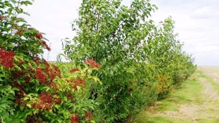 Le doublement des surfaces françaises consacrées aux haies bocagères permettrait une réduction de 1,3 Mt éqCO2 par an au secteur agricole. (©Terre-net Média) Le doublement des surfaces françaises consacrées aux haies bocagères permettrait une réduction de 1,3 Mt éqCO2 par an au secteur agricole. (©Terre-net Média)