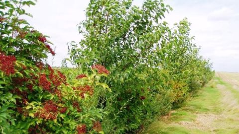Le doublement des surfaces françaises consacrées aux haies bocagères permettrait une réduction de 1,3 Mt éqCO2 par an au secteur agricole. (©Terre-net Média) Le doublement des surfaces françaises consacrées aux haies bocagères permettrait une réduction de 1,3 Mt éqCO2 par an au secteur agricole. (©Terre-net Média)