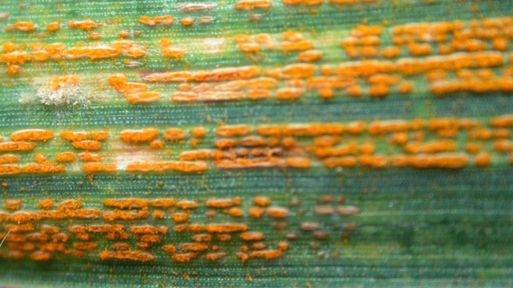 En 2016, Atlas Maladies du blé intégrera le modèle Yellow+ d’Arvalis - Institut du Végétal, pour améliorer la précision des conseils rouilles jaunes. (©BASF)