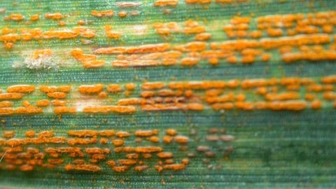 En 2016, Atlas Maladies du blé intégrera le modèle Yellow+ d’Arvalis - Institut du Végétal, pour améliorer la précision des conseils rouilles jaunes. (©BASF)