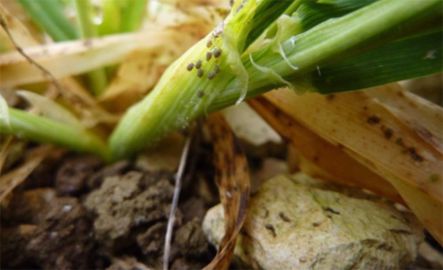 La surveillance des infestations de pucerons n’est pas toujours aisée, notamment en fin d’automne, mais elle reste nécessaire. Les premiers stades sont les plus sensibles mais l’infection reste possible jusqu’à environ fin tallage si les conditions sont favorables à l’activité des insectes. (© Arvalis-Institut du végétal Laure Plantecoste (11/12/14, Saint Pie