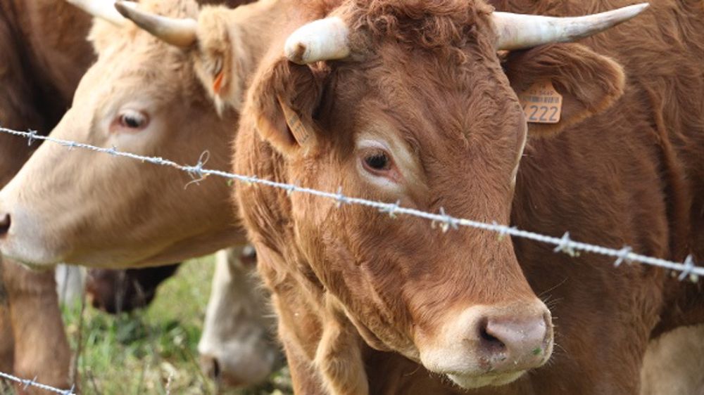 Les vaches aussi suivent l'actualité. (©Terre-net Média)