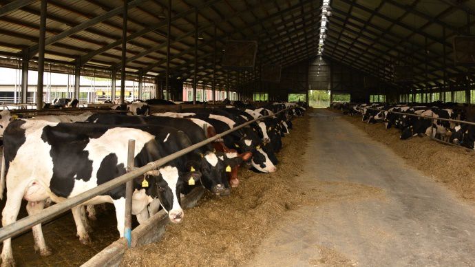 Bâtiment vaches laitières