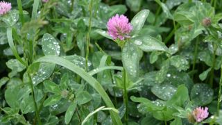 Les couverts végétaux associant graminées et légumineuses présentent des rapports énergie/azote/rendement les plus intéressants. Le mélange ray-grass d'Italie RGI avec un trèfle incarnat permet d'exploiter 1,5 à 2 tMS en sortie d'hiver. (©Terre-net Média)