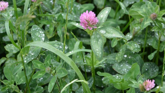 Les couverts végétaux associant graminées et légumineuses présentent des rapports énergie/azote/rendement les plus intéressants. Le mélange ray-grass d'Italie RGI avec un trèfle incarnat permet d'exploiter 1,5 à 2 tMS en sortie d'hiver. (©Terre-net Média)