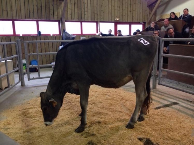 Le top prix : 3250 € pour LBB JETSET Vivid génotypée à174 de gISU (©DR)