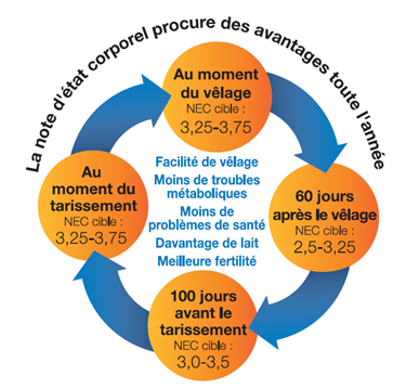 Objectifs de note d'état corporel des vaches laitières