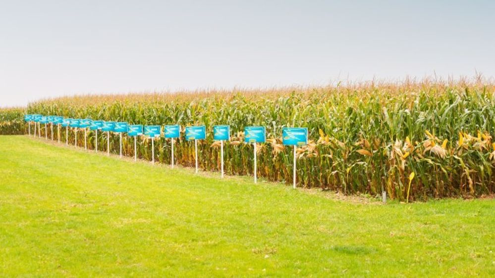 Dekalb teste ses hybrides en plein champ en faisant varier différents paramètres. (©Dekalb)