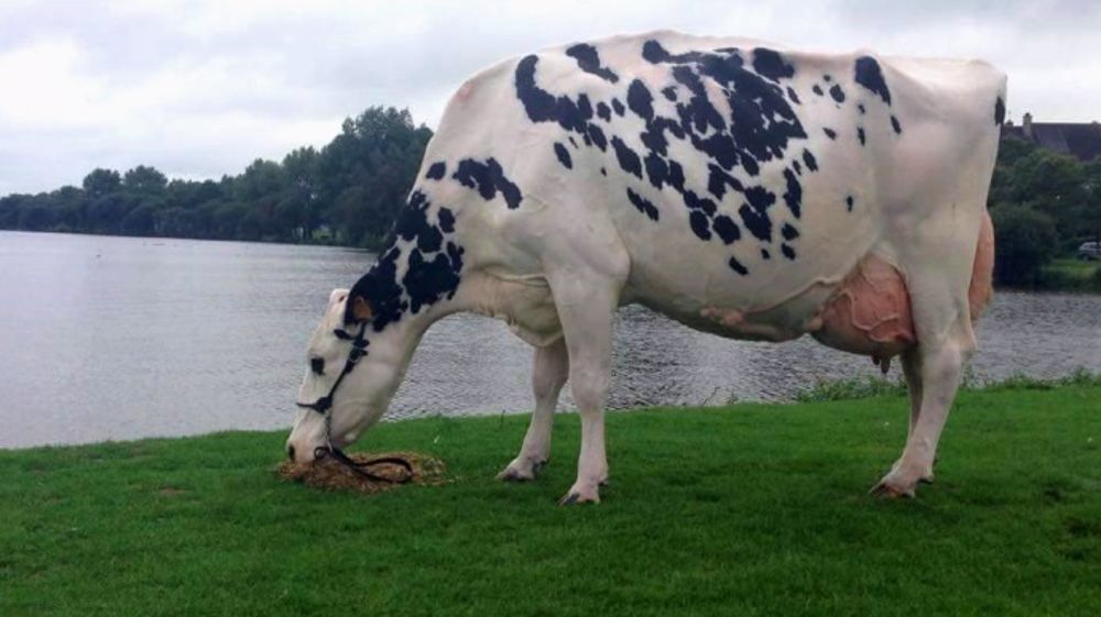 Amarante en 5e lactation, à découvrir également sur la <a target="_blank" href="https://www.facebook.com/GaecCabon/">page facebook du Gaec Cabon</a>. (©<a target="_blank" href="https://www.facebook.com/GaecCabon/">Gaec Cabon</a>)