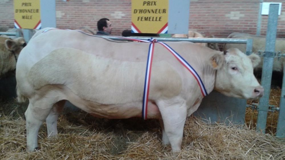 Le Prix d'honneur femelle appartient au Gaec Denis Daniel de Saint-Bonnet de Four. (©Acti-Ouest)