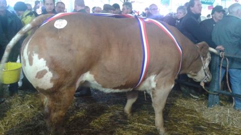 Grande championne du concours appartenant au Gaec de la Cavée. (©Acti-Ouest) Grande championne du concours appartenant au Gaec de la Cavée. (©Acti-Ouest)