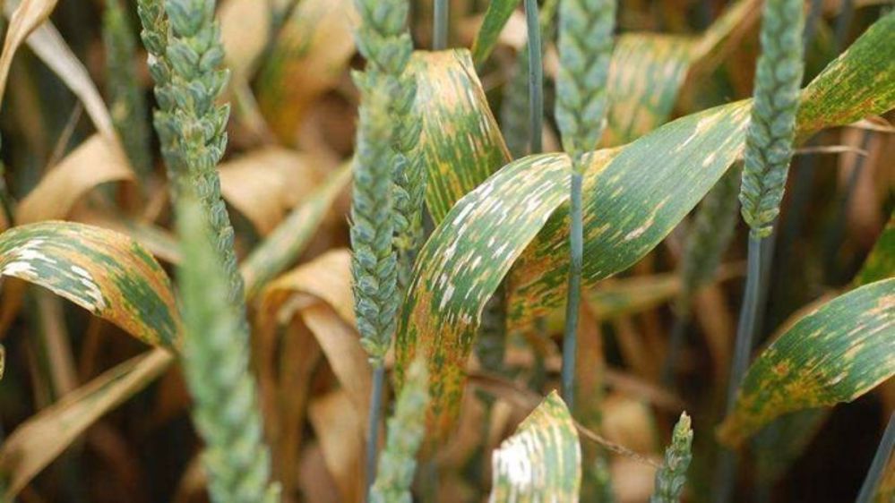 En 2015, sur blé tendre sans protection fongicide, l‘incidence des maladies est estimée à 18 q/ha, contre 17 q/ha en moyenne pluriannuelle. (©Arvalis)