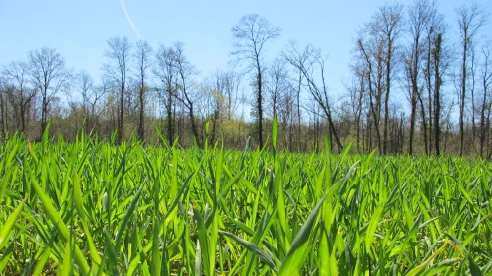 Arvalis livre ses préconisations d'interventions de printemps sur orge d'hiver. (©Terre-net Média)