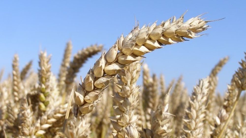 La prochaine récolte de blé en Ukraine devrait reculer d'environ 10 millions de tonnes. (©Terre-net Média)