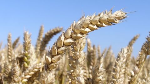 La prochaine récolte de blé en Ukraine devrait reculer d'environ 10 millions de tonnes. (©Terre-net Média)