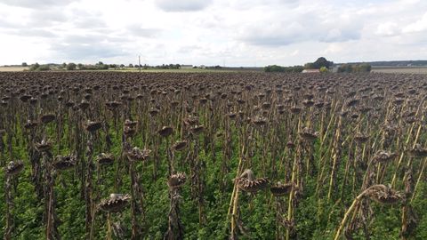 Le choix de variétés de tournesol tolérantes à certains herbicides de post-levée facilite la maîtrise des adventices. (©Réseau biodiversité pour les abeilles) Le choix de variétés de tournesol tolérantes à certains herbicides de post-levée facilite la maîtrise des adventices. (©Réseau biodiversité pour les abeilles)