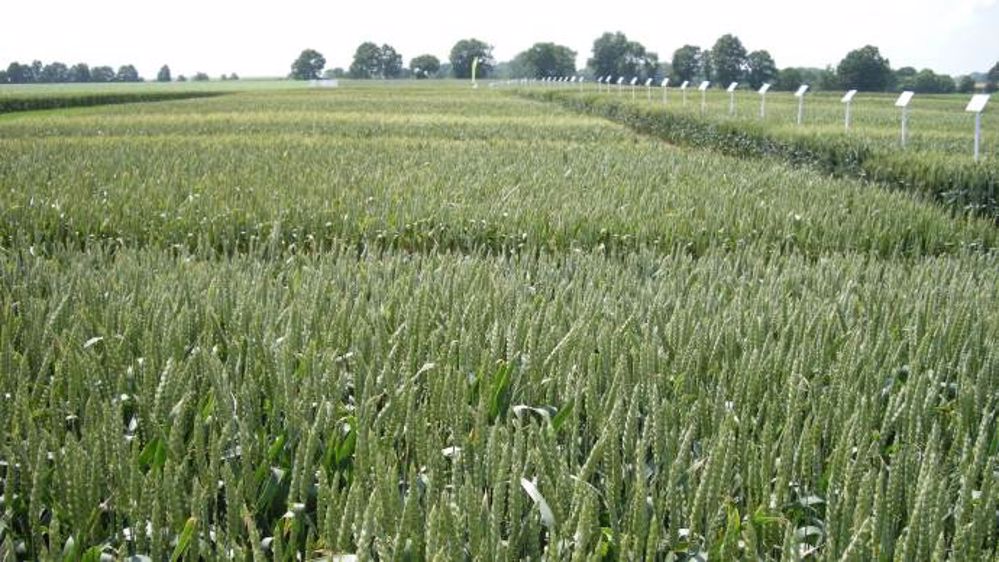 Les besoins unitaires en azote du blé varient entre 2,8 et 3,2 kg/q selon les variétés. (©Terre-net Média)
