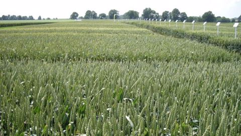 Les besoins unitaires en azote du blé varient entre 2,8 et 3,2 kg/q selon les variétés. (©Terre-net Média) Les besoins unitaires en azote du blé varient entre 2,8 et 3,2 kg/q selon les variétés. (©Terre-net Média)
