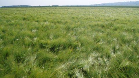 Les surfaces d'orges sont en hausse de 18,5 % par rapport à la moyenne quinquennale. (©Terre-net Média)