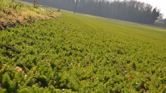 Une parcelle de lin d'hiver dans la Vienne
