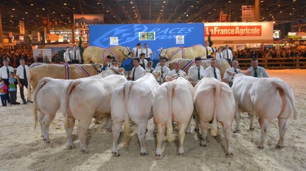 Si les éleveurs n'emmènent pas d'animaux au Sia, ils risquent d'être les premiers pénalisés. Sans concours, ils auront préparé leurs bêtes pour rien. (©Terre-net Média)<span style="font-size: 14px; line-height: 1.5em; text-align: justify; color: #000000;"> 