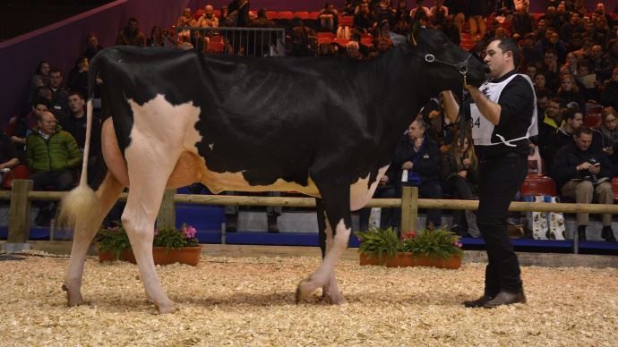 Duf Ilma (Gold Chip) championne et meilleure mamelle Espoir, au Gaec Duff Holstein (65) 