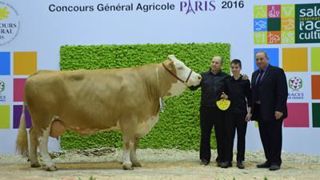 Claudie (Saemi x Lausanne), championne Simmental 2016. (©Sia) Claudie (Saemi x Lausanne), championne Simmental 2016. (©Sia)