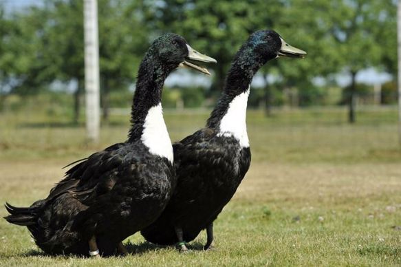 Canard de Duclair doit en partie sa sauvegarde à la recette du 